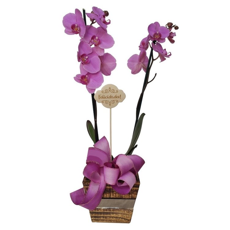 Orquídea Felicidade