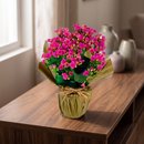Vaso com Kalanchoe Natural