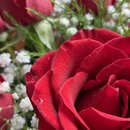 Buquê de Rosas Vermelhas Te Amo!