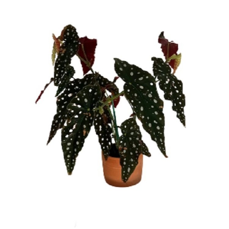 Begonia Maculata a Psicodélica