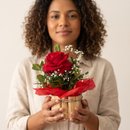 Rosa Vermelha Importada