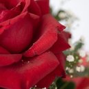 Rosa Vermelha Importada