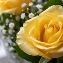 Buquê 12 Rosas Amarelas