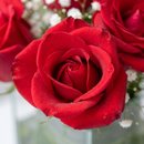 Arranjo Rosas Vermelhas