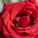 Arranjo de 5 Rosas Colombianas