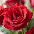 Arranjo de Rosas e Pelúcia
