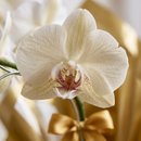 Orquídea Com Carinho Golg