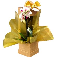 Orquídea Sofisticada Gold