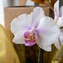 Orquídea Sofisticada Gold