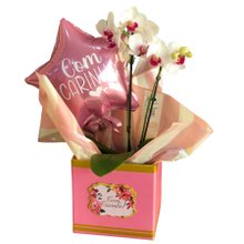 Cesta Delicada com Orquídea Star