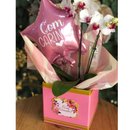 Cesta Delicada com Orquídea Star