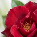Arranjo Romântico Rosas