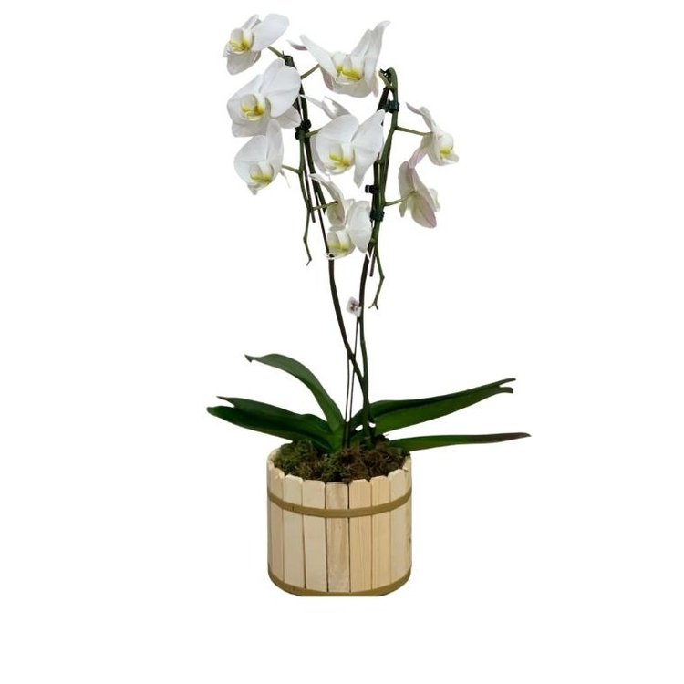 Orquídea Phalaenopsis  plantada branca