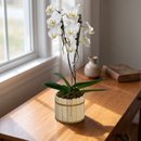 Orquídea Phalaenopsis  plantada branca 