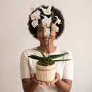 Orquídea Phalaenopsis  plantada branca 