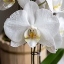 Orquídea Phalaenopsis  plantada branca 