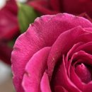 Admirável Rosas em Vaso de Vidro
