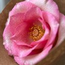 Mimo de Rosa 