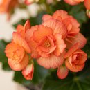 Harmoniosa Begônia Laranja