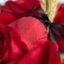 Rosa Solitária Presente