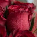 Buquê 50 Rosas Vermelhas