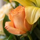Arranjo Flor & Fruta