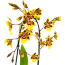 Arranjo Orquídea Colmanara