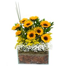 Aquarela em Girassóis