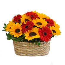 Jardim Florido em Girassóis e Gérberas