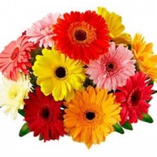 Buquê Gérberas