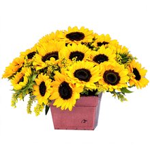 Jardim de Girassóis