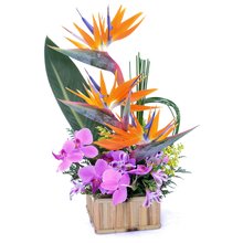 Flores Tropical Mix
