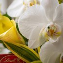 Delicado Vaso de Orquídeas com Lírio
