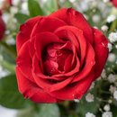Arranjo de Rosas Vermelhas c/ Pelúcia