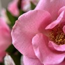 Cesta Jardim Cor de Rosa