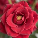 Ikebana Premium de Rosas Vermelhas