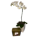 Orquidea com Chocolate