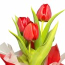 Tulipas Vermelhas Naturais