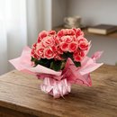 Linda Begônia Rose 