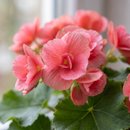 Linda Begônia Rose 