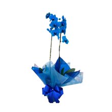 Orquídea Azul Celeste