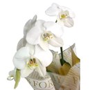 Orquídea Phalaenopolis Branca