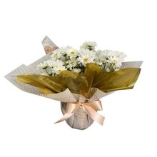  Margarida Planda no Vaso Branca