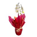 Orquídea  Paixão