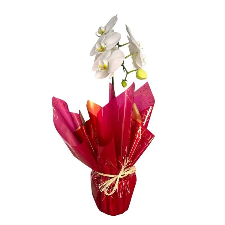 Orquídea  Paixão