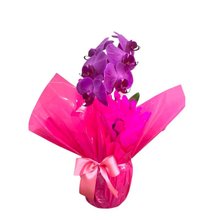 Orquídea  Phalaenopolis Pink