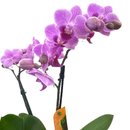 Mini Orquídea Roxa no Vaso