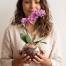 Mini Orquídea Roxa no Vaso