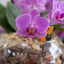Mini Orquídea Roxa no Vaso