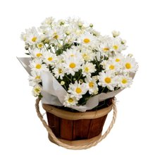 Margaridinha Plantada para Presente